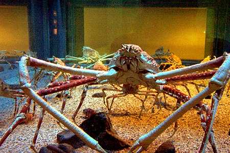 Fail:Spider_crabs_at_the_Kaiyukan_Aquarium_in_Osaka_close.jpg