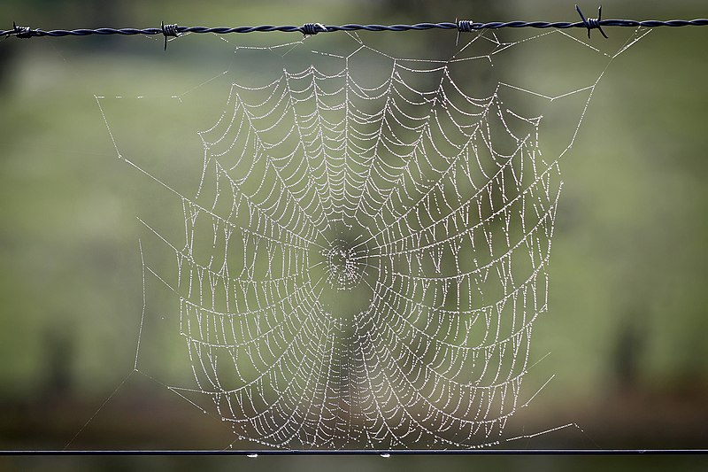 File:Spider web with dew drops02.jpg
