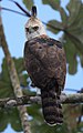 Ornate hawk eagle