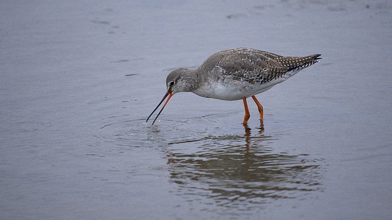 File:Spotted Redshank (8464398493).jpg