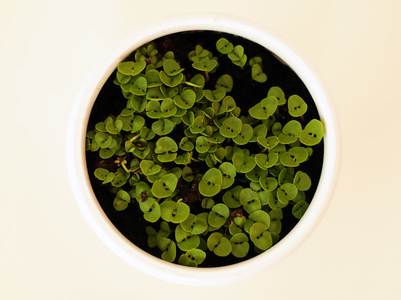 File:Sprouting basil.jpg