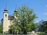 Church linden tree