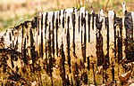 Thumbnail for File:Stam van een Berk (Betula). 07-02-2024. (d.j.b).jpg