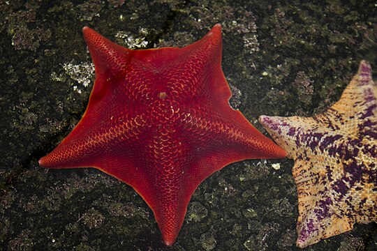 Рыба звезда. Морская звезда патирия. Морская звезда вальватиды. Patiria pectinifera красная. Морская звезда / Starfish (2018).