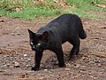Starr-180505-0556-Paspalum vaginatum-with black cat kitten near parking area-Punalau-Maui (43476687941).jpg