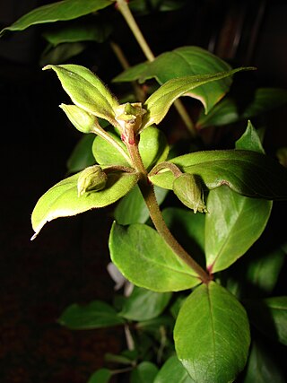 <i>Lysimachia remyi <span style="font-style:normal;">subsp.</span> maxima</i> Subspecies of flowering plant