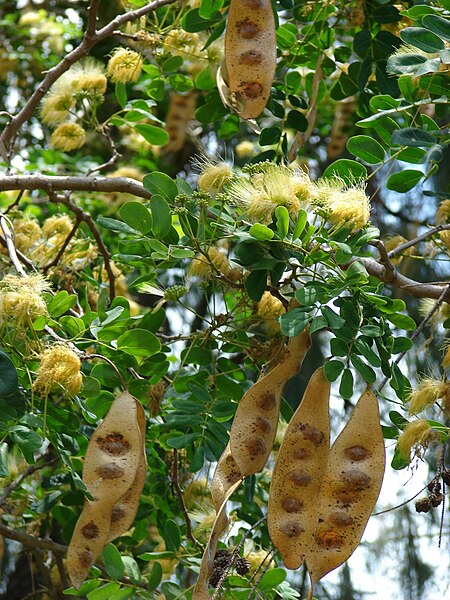 File:Starr 080531-4744 Albizia lebbeck.jpg