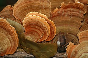 A kép leírása Stereum ostrea (False Turkey-tail Gomba) .jpg.