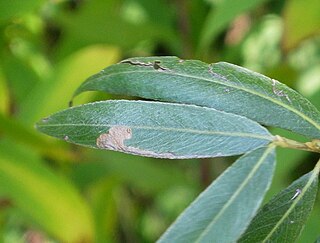 <i>Stigmella vimineticola</i> Species of moth