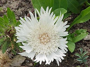 Stokesia laevis0.jpg