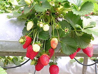 File:Wild strawberries on straw.jpg - Wikimedia Commons