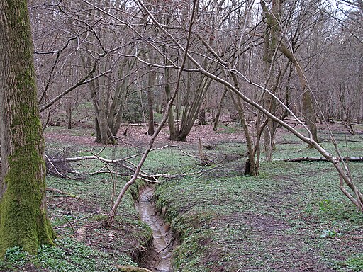 Stream in Birchanger Wood - geograph.org.uk - 3412388