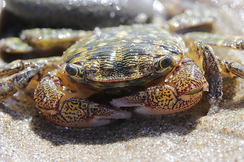 File:Striped Shore crab - Pachygrapsus crassipes (27808559177).jpg