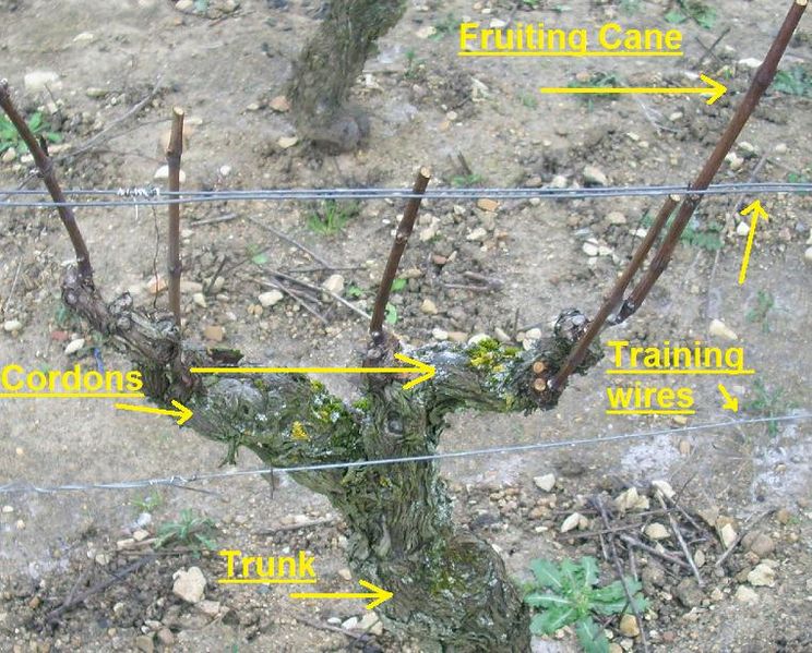 File:Structure of a grape vine.jpg