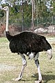 Struthio camelus kwh.jpg