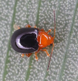 <i>Stuckenbergiana</i> Genus of beetles