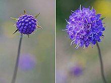 The flowers of Succisa pratensis, locally called the "blue bonnet" in Scotland. SuccisaPratensis2.jpg