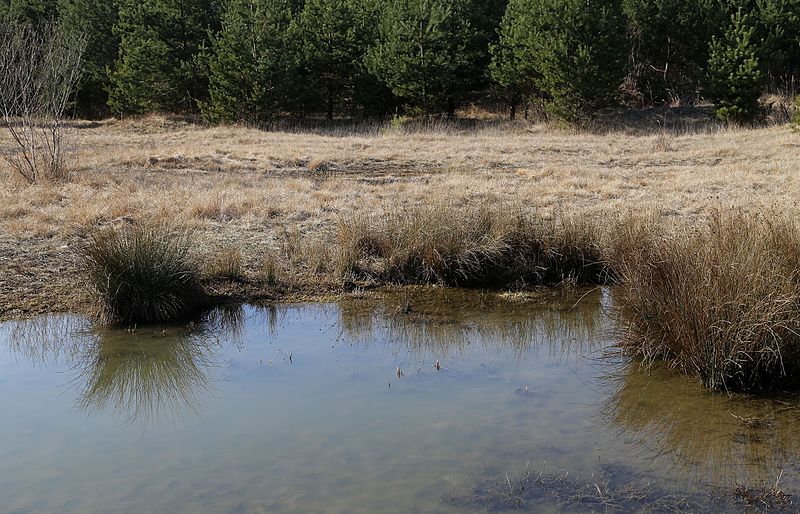 File:Suedliche Froettmaninger Heide Muenchen-12.jpg