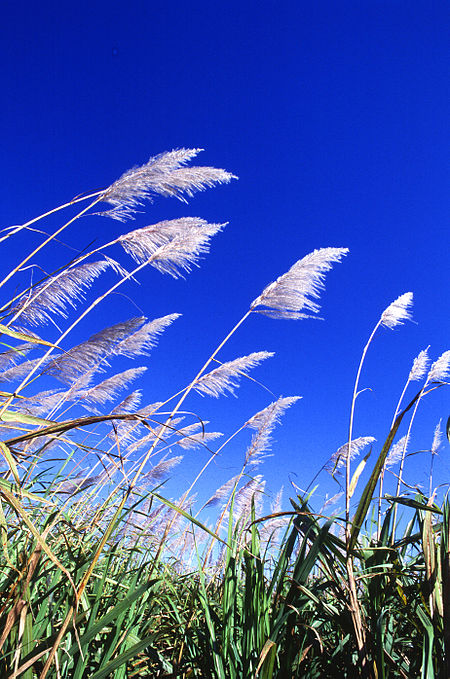 Tập_tin:Sugarcane_field.jpg