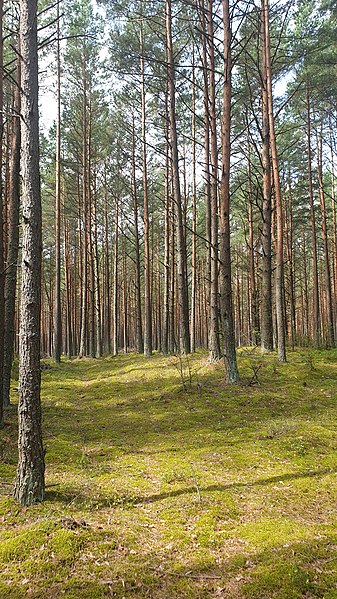 File:Sun and forest.jpg