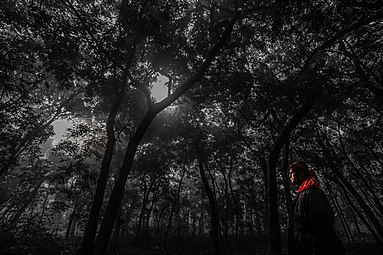Sundarban Diaries16.jpg