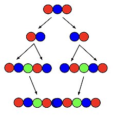 A diagram of the creation of a superpermutation with 3 symbols from a superpermutation with 2 symbols Superpermutations.jpg