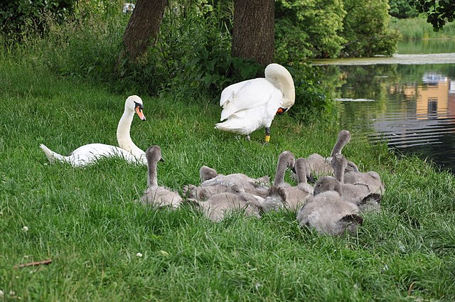 Swan pair with offspring.