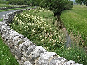 Filipendula Ulmaria