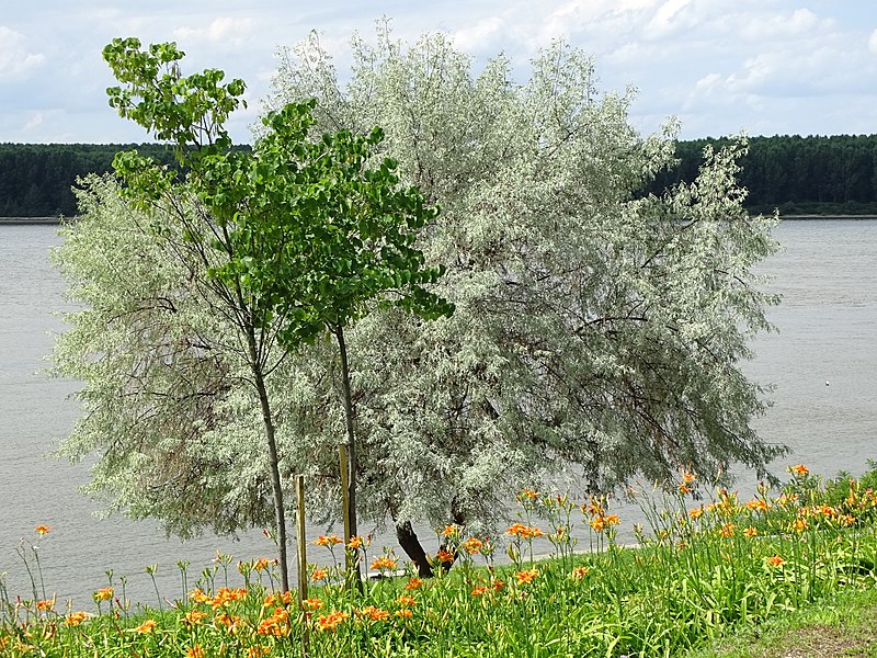 File:Sylvan Scene in Dunavska Gradina Park - Along the Danube - Silistra - Bulgaria (41318171520).jpg