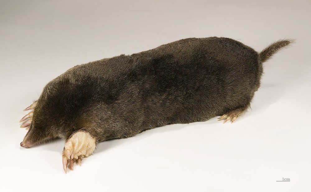 The average adult size of a European mole is  (0' 6