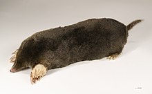 Photographie d'un animal au corps cylindrique avec un pelage gris foncé.