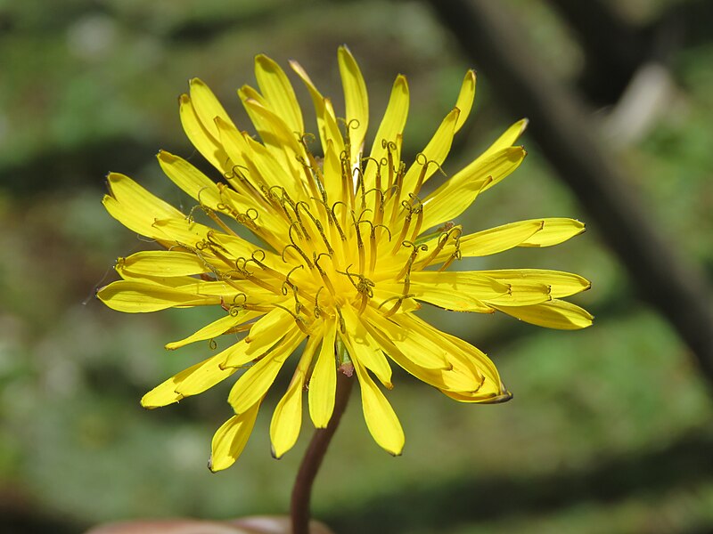 File:Taraxacum officinale - Commmon Dandelion at Chelela Pass during LGFC - Bhutan 2019 (6).jpg