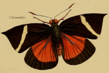 Tascina orientalis Westwood 1877.png