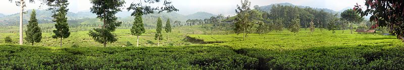 Tea plantation on Puncak Tea fields - Puncak Pass - Indonesia - Wide.jpg
