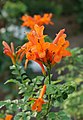 * Nomination Cape Honeysuckle (Tecoma capensis). Prenn 09:00, 3 November 2012 (UTC) * Promotion QI for me. --JLPC 09:15, 3 November 2012 (UTC)