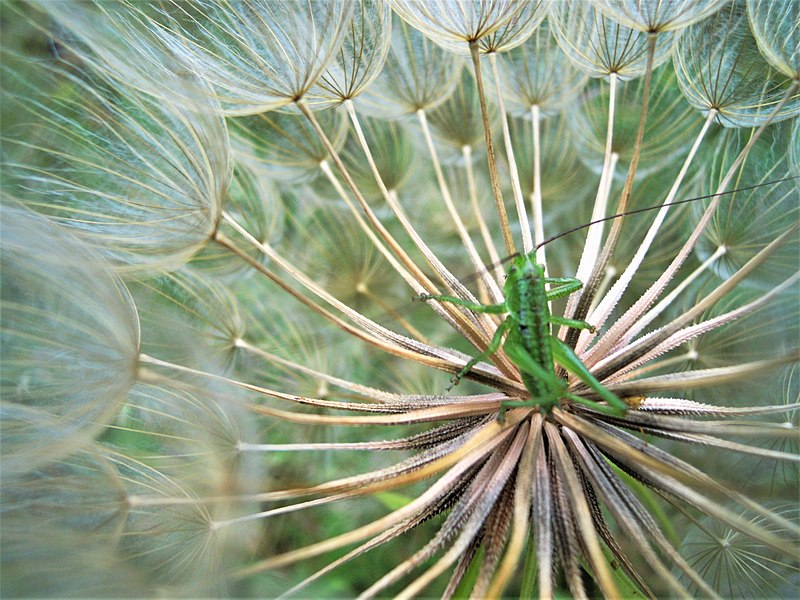 File:Tettigonia viridissima, Spomen park Bubanj 2.jpg