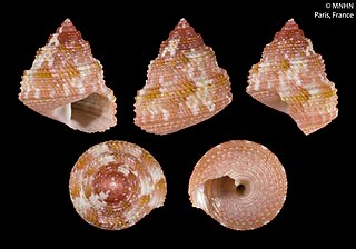 <i>Thalotia khlimax</i> Species of gastropod