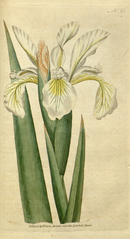 plate 61 Iris ochroleuca Tall Iris (Iris orientalis)