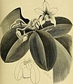 Phalaenopsis violacea The Gardeners' chronicle (1881)