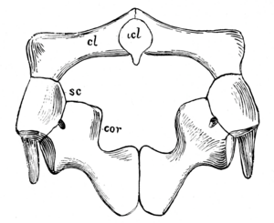 The Osteology of the Reptiles-086 uhygtfyuhgtf hv7gh ijuhg dfgdfgdfg -  PICRYL - Public Domain Media Search Engine Public Domain Search