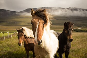 "Three_graceful_horses_(Unsplash).jpg" by User:Fæ