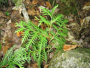 Seedling, Superior National Forest, Minnesota