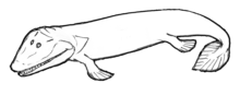 Tiktaalik (reconstruction) Tiktaalik.png