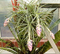 Tillandsia stricta