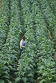 Broadleaf tobacco inspected in Chatham, Virginia