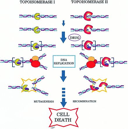 Topoisomerase I and II Inhibitors