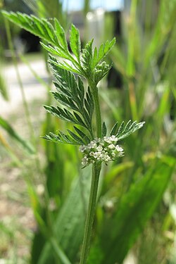 Torilis Nodosa