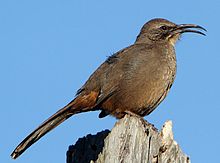 Kaliforniaspottefugl, Toxostoma redivivum Foto: Alan Vernon