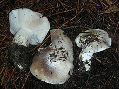 Tricholoma vernaticum 42749.jpg