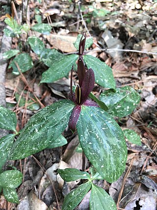 <i>Trillium gracile</i> Species of flowering plant